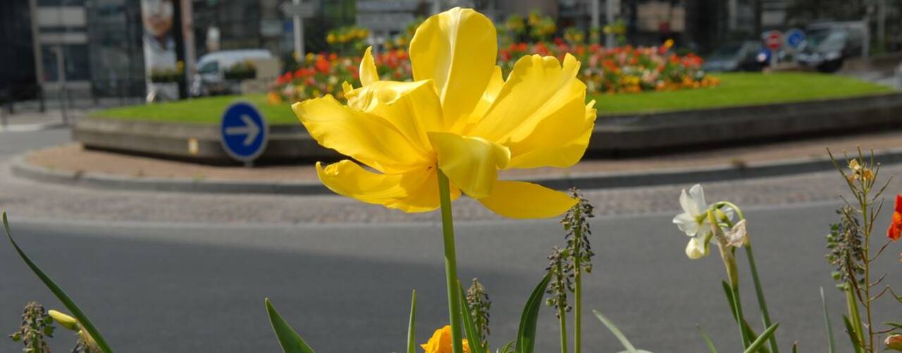 Gestion de l'espace pour les fleurs à Courbevoie
