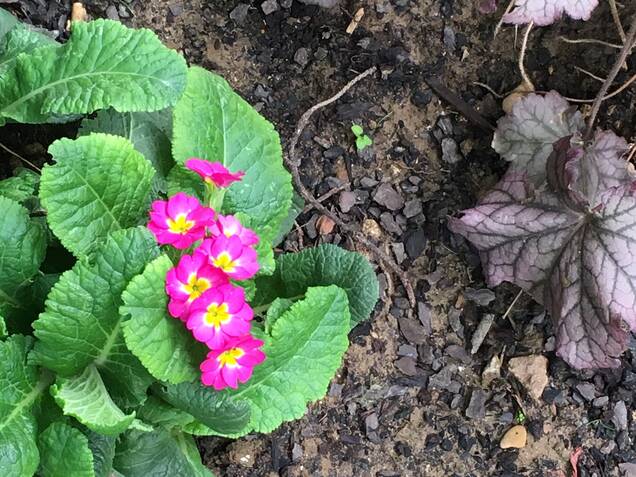 Plant de fleur au pied d'un arbre